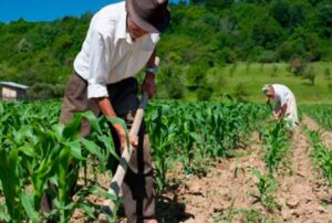 REALIZAN EMPADRONAMIENTO DE AGRICULTORES EN CAJAMARCA PARA ENTREGAR FERTILIZANTES EN AGOSTO