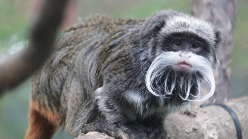 Desaparecen dos monos en zoológico de EEUU: Antes se perdió pantera nebulosa y murió buitre orejudo