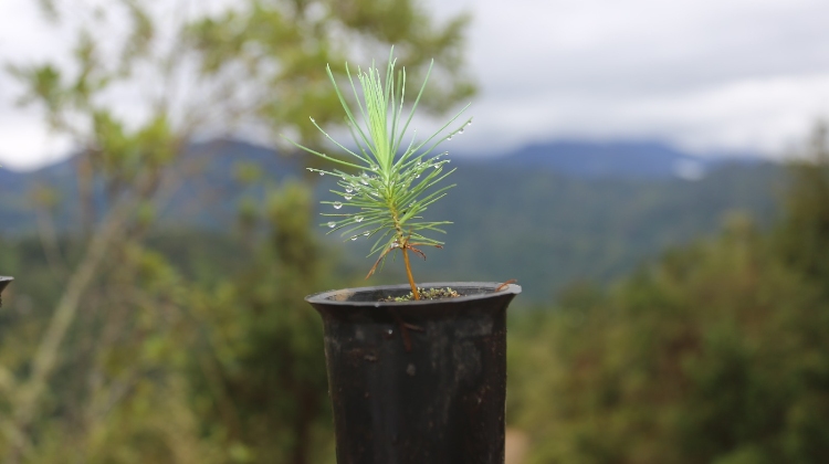 360 hectáreas de terrenos serán reforestadas en San Miguel