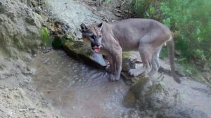 Registran puma en área de conservación regional Bosques Secos del Marañón