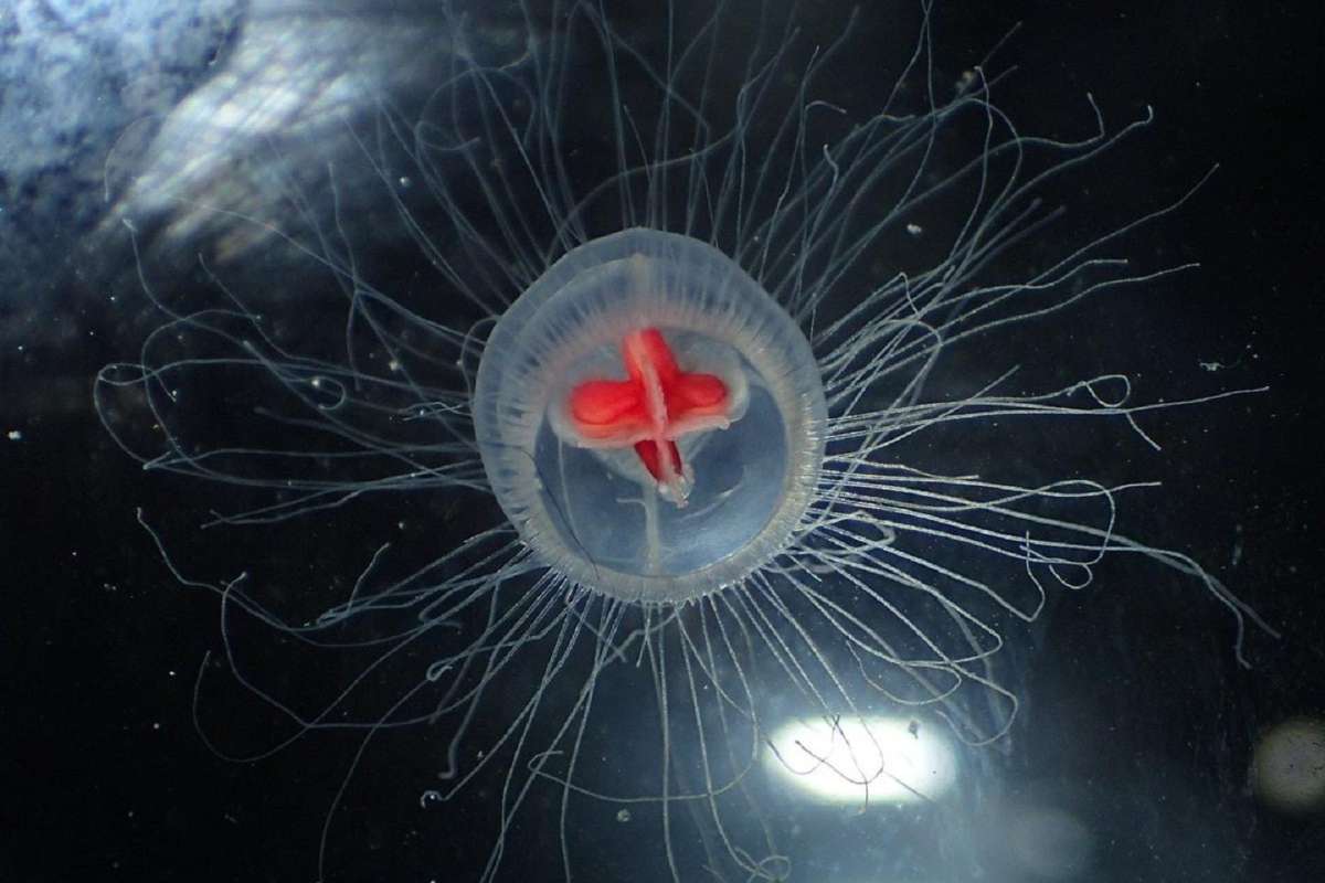 Descubren medusa inmortal; lleva millones de años en el planeta Tierra