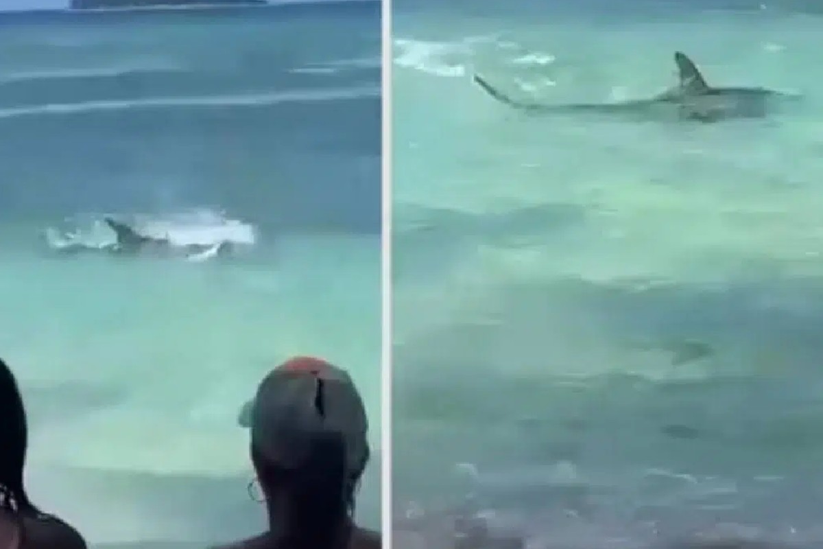 VIDEO: Bañistas sorprendidos por tiburón en orilla de la playa