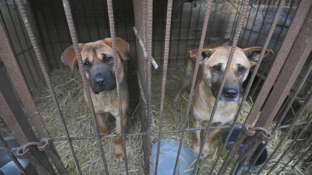 Corea del Sur prohíbe la venta de perros para el consumo de su carne