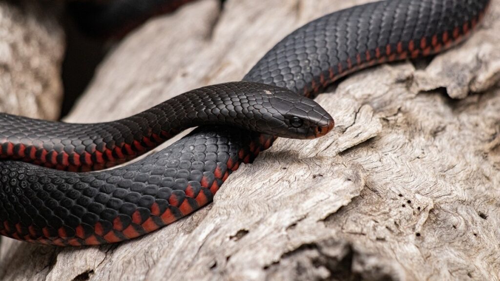 Se llevó el susto de su vida: Fue por un vaso de agua y encontró a una serpiente saliendo de su refrigerador