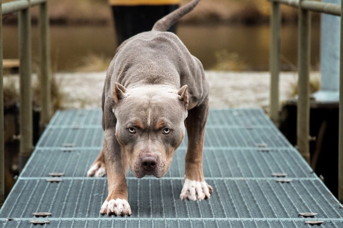 Perros pitbull matan a mujer mientras les daba de comer