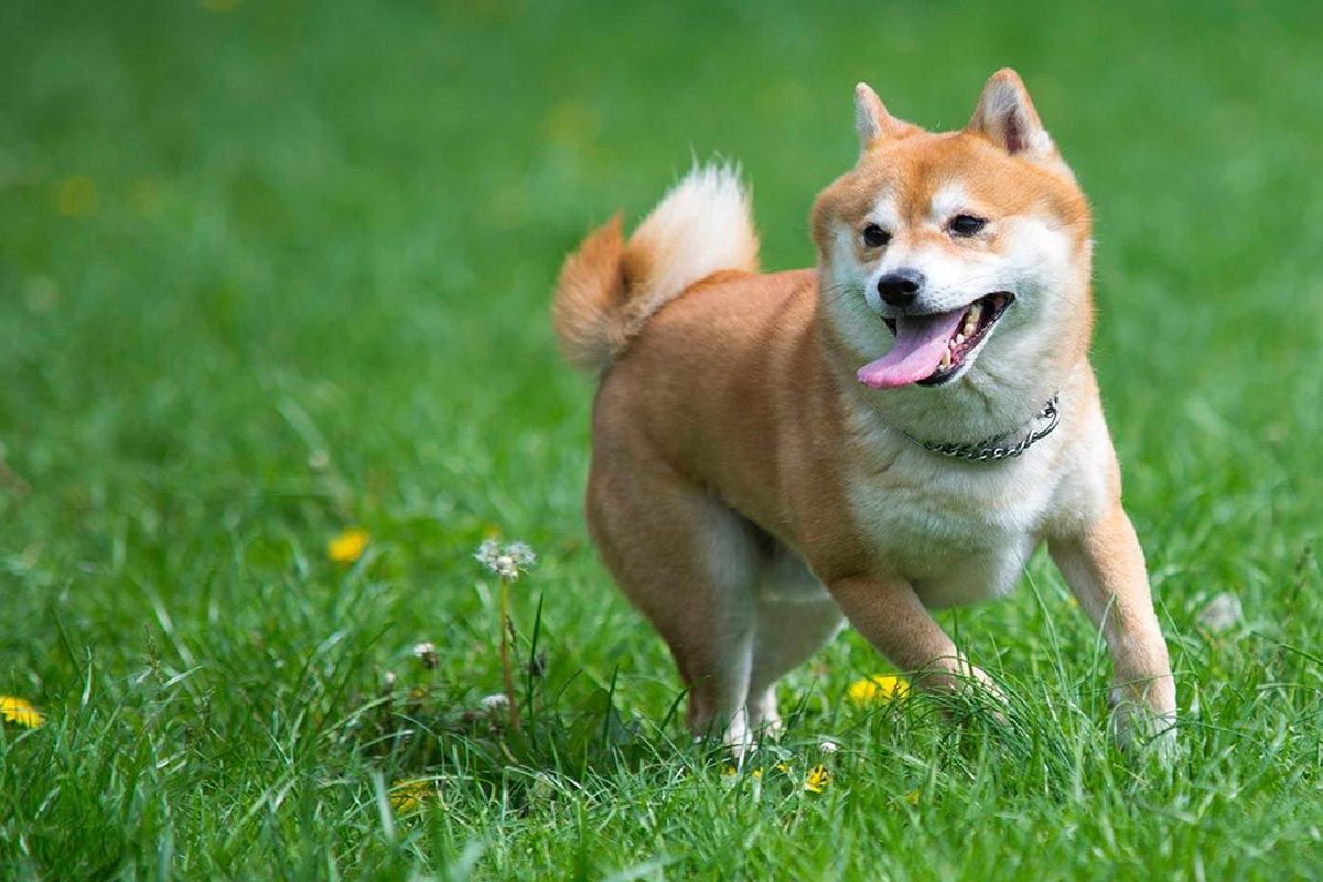 Perro ataca a niños y adultos en un parque tras escaparse