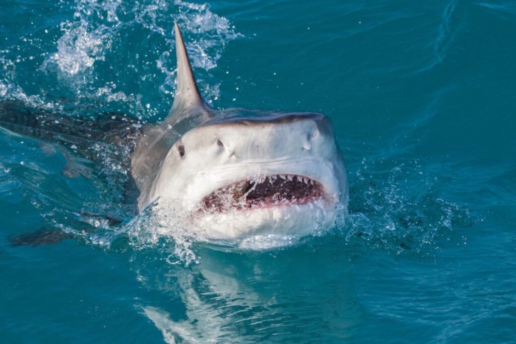 VIDEO: Tiburón ataca a niño de 10 años en el Mar Caribe