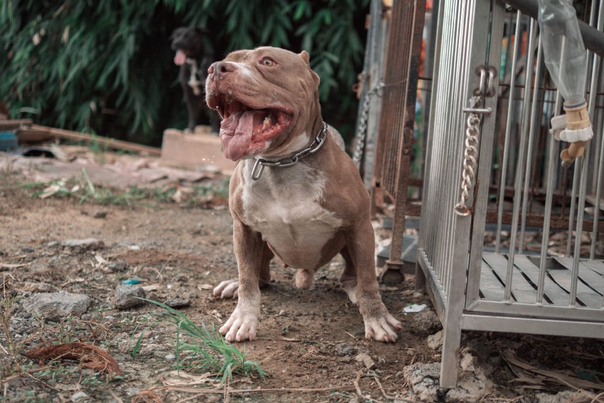 Criador de perros pitbull fue devorado por sus canes