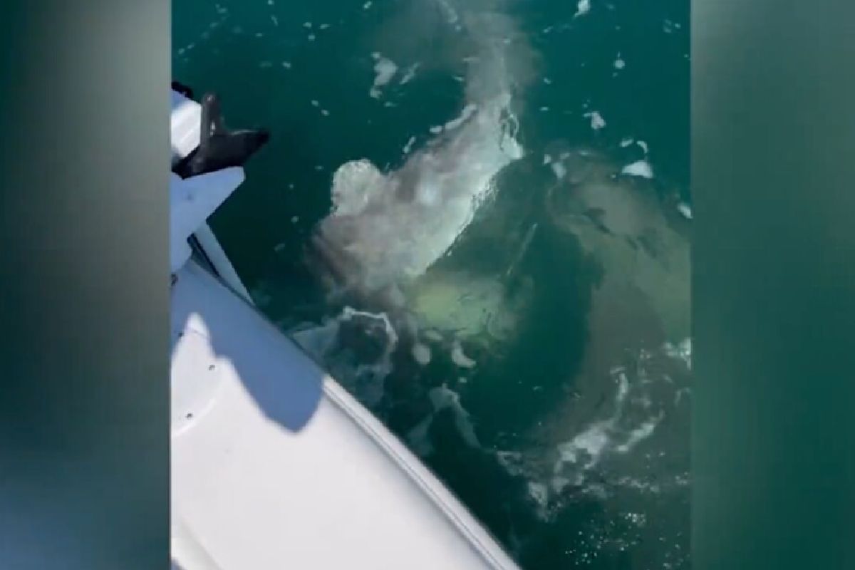 VIDEO: Pelea de tiburones pone en riesgo a tripulantes de un bote