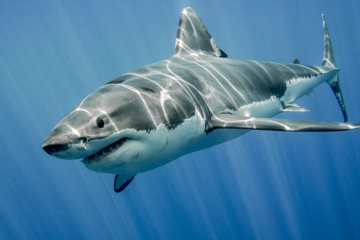 VIDEO: Tiburón ataca a una niña de 11 años a la orilla de la playa