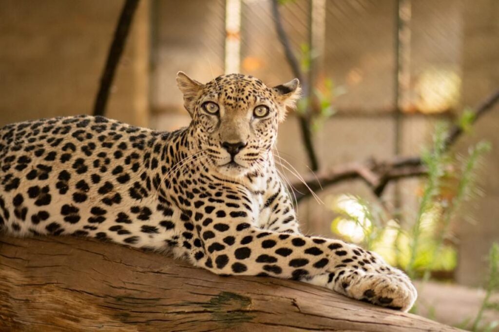 VIDEO: Niño logra encerrar a leopardo dentro de una oficina