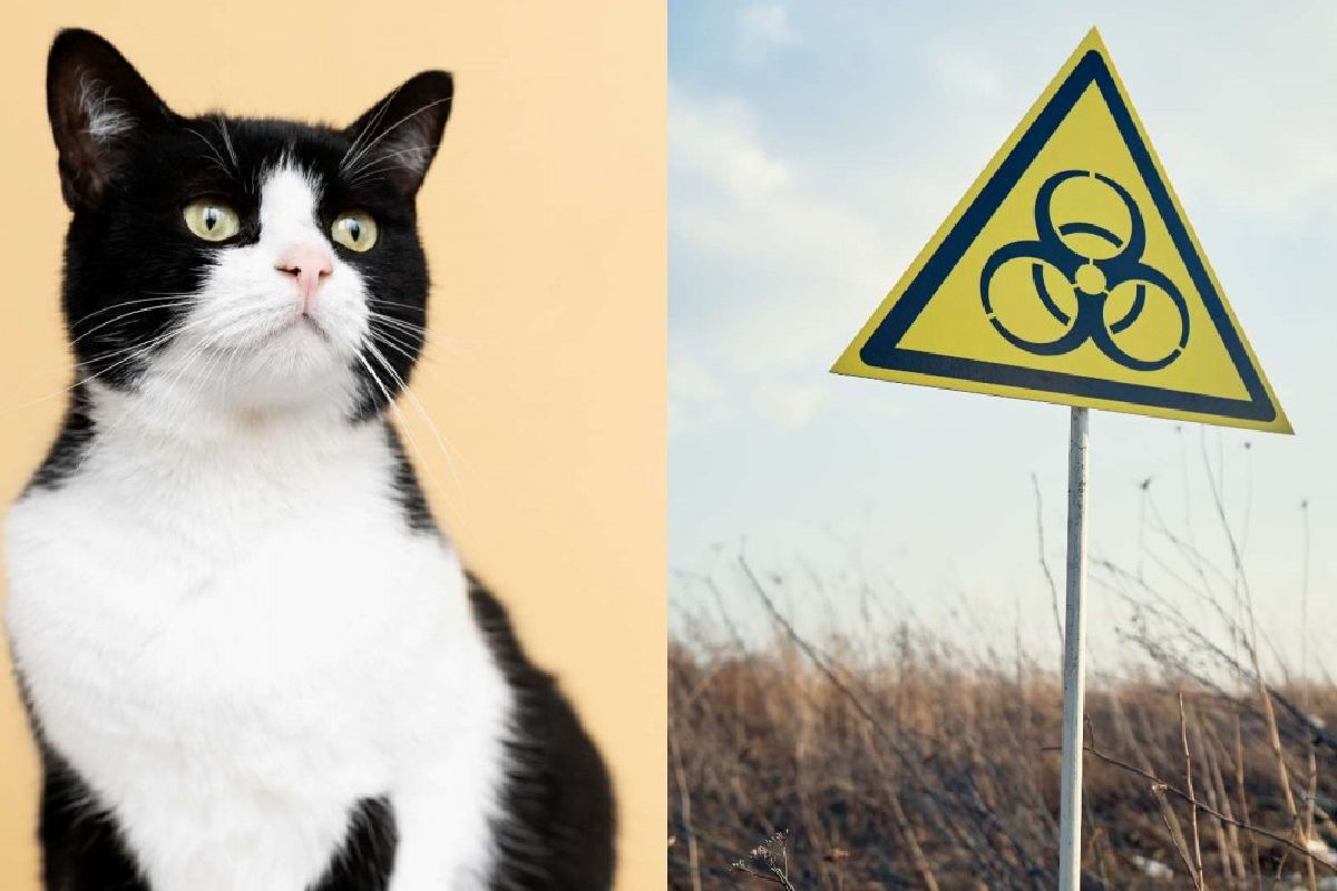 Ciudad de Japón en alerta por gato que cayó en químicos tóxicos