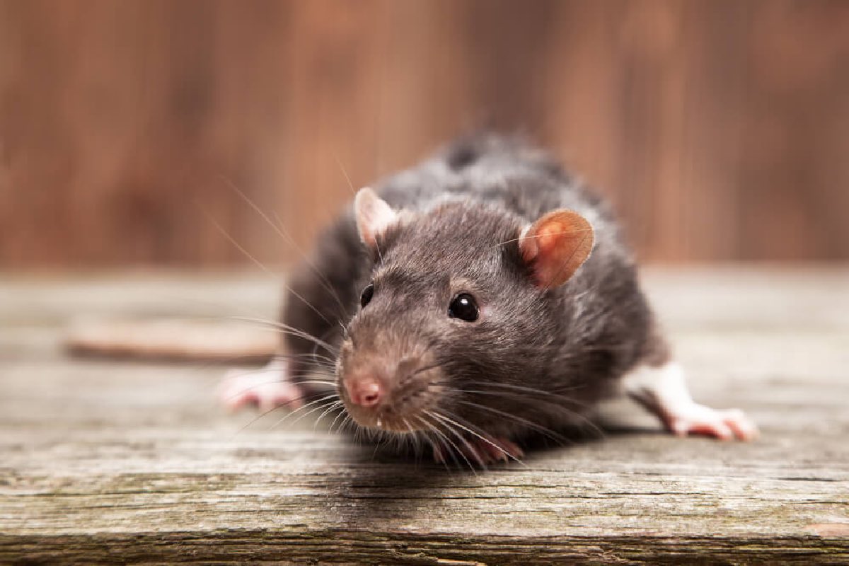 VIDEO: Pelea de ratas en estación del metro en Nueva York causa terror