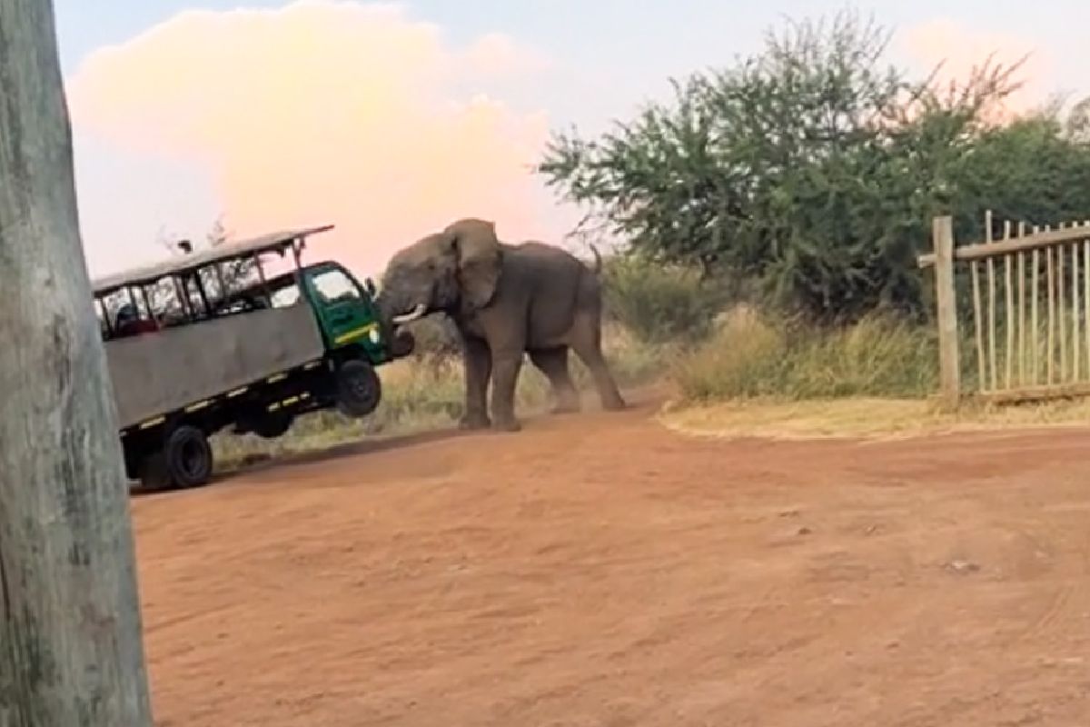VIDEO: Ataque de elefante en safari a camión de turistas
