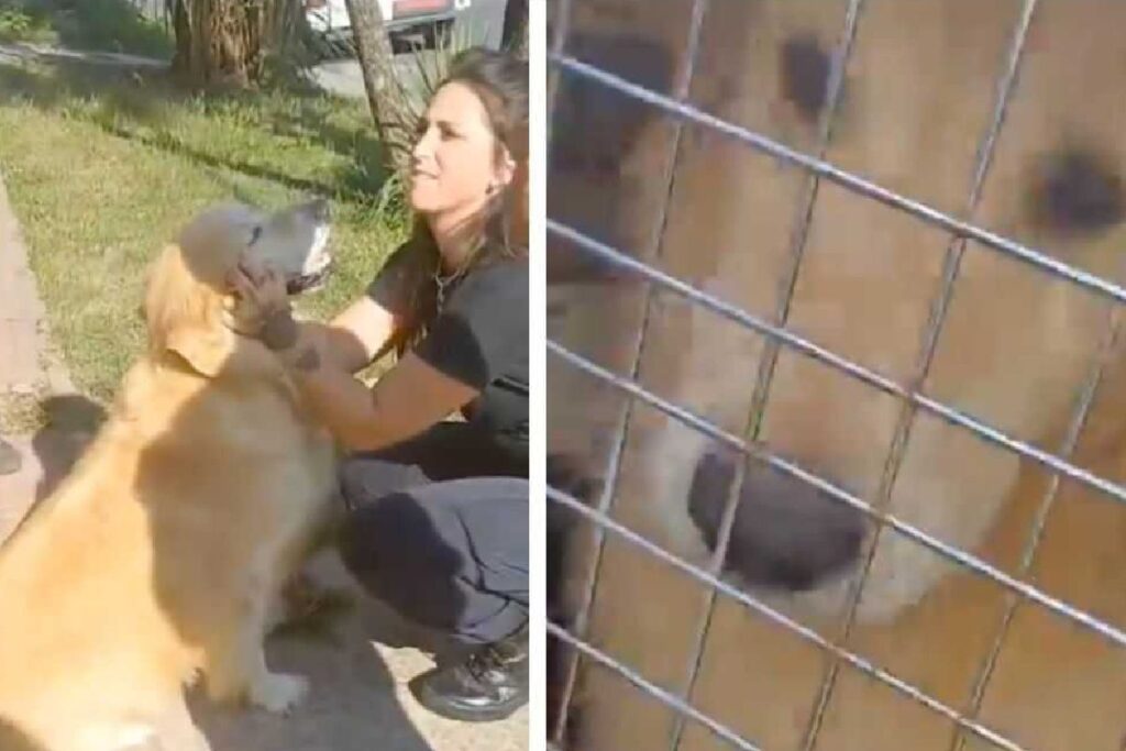 Mujer lleva a su perro a la carnicería para matarlo y comérselo