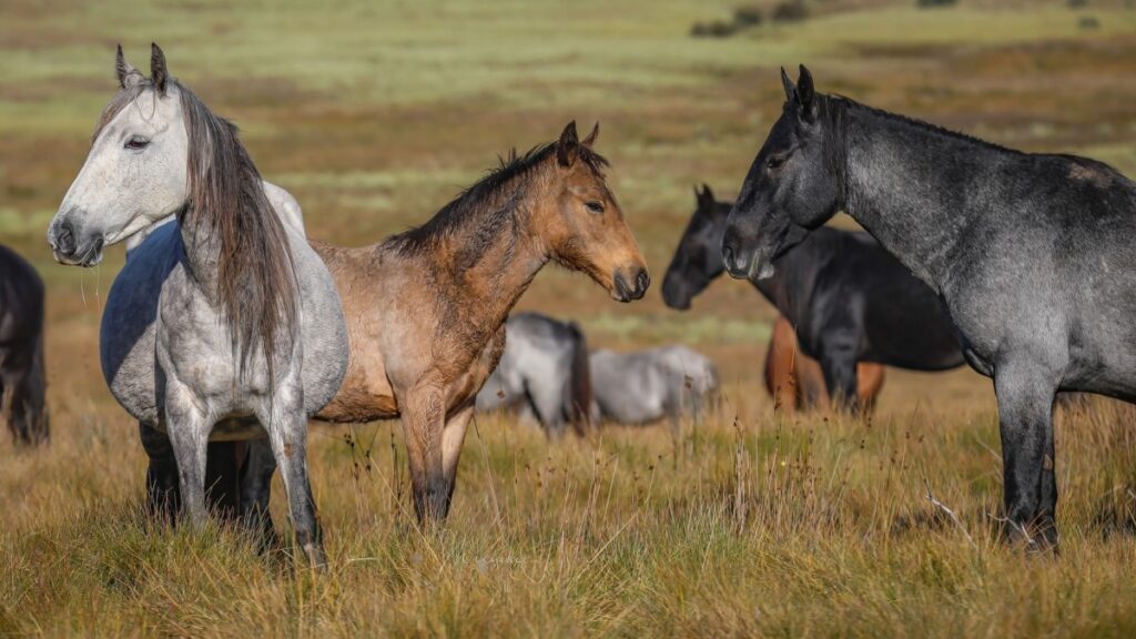 Estado de Australia sacrificará a miles de caballos salvajes mediante francotiradores: ¿Cuáles son las razones?