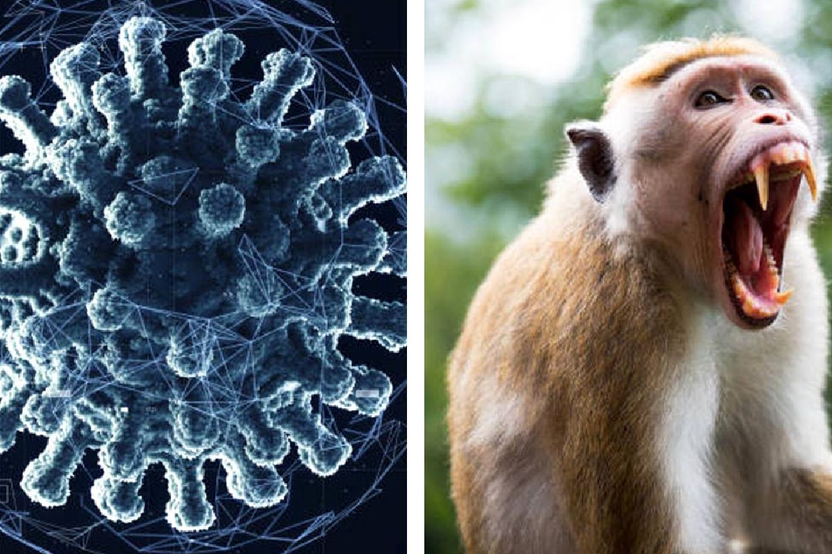 Síntomas y qué es el virus B, enfermedad contagiada por monos