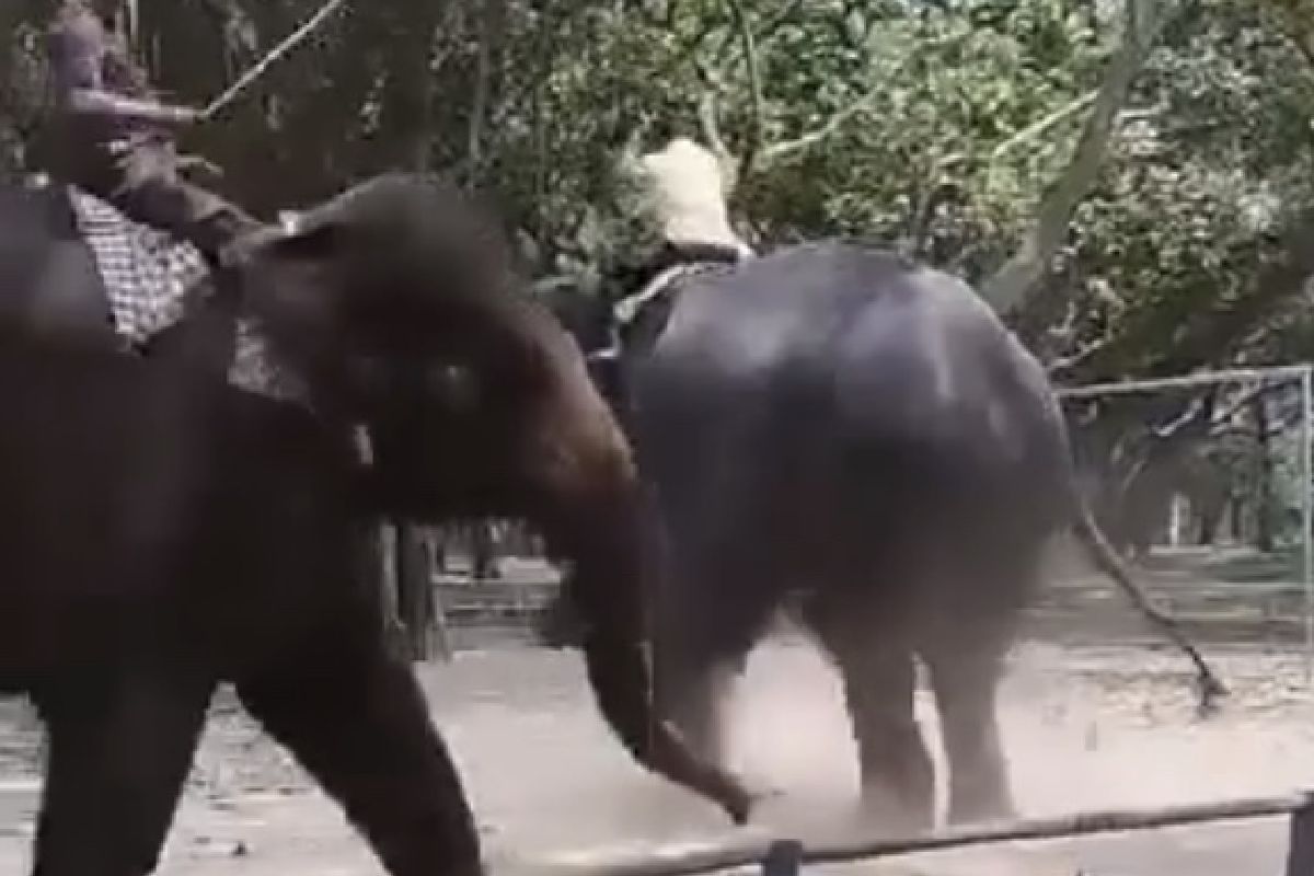 VIDEO: Ataque de Elefante acaba con la vida de un joven