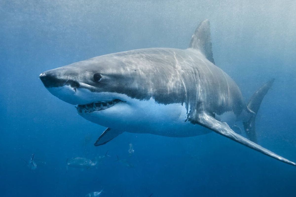 Tiburón blanco ataca niño mientras pescaba con su padre