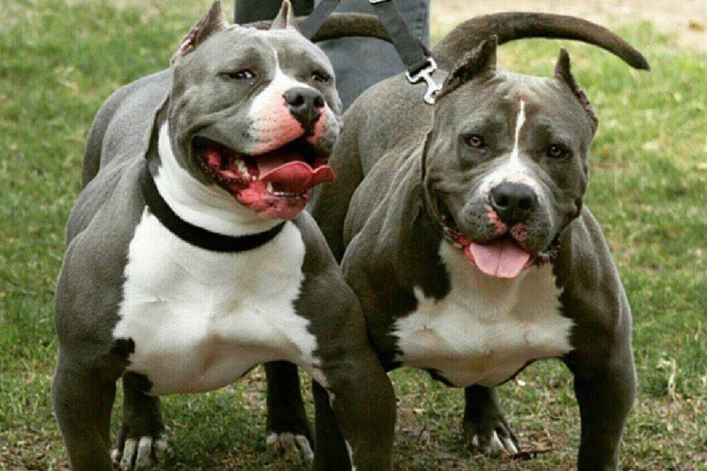 Perros Pitbull atacan a bebé y acaban con su vida