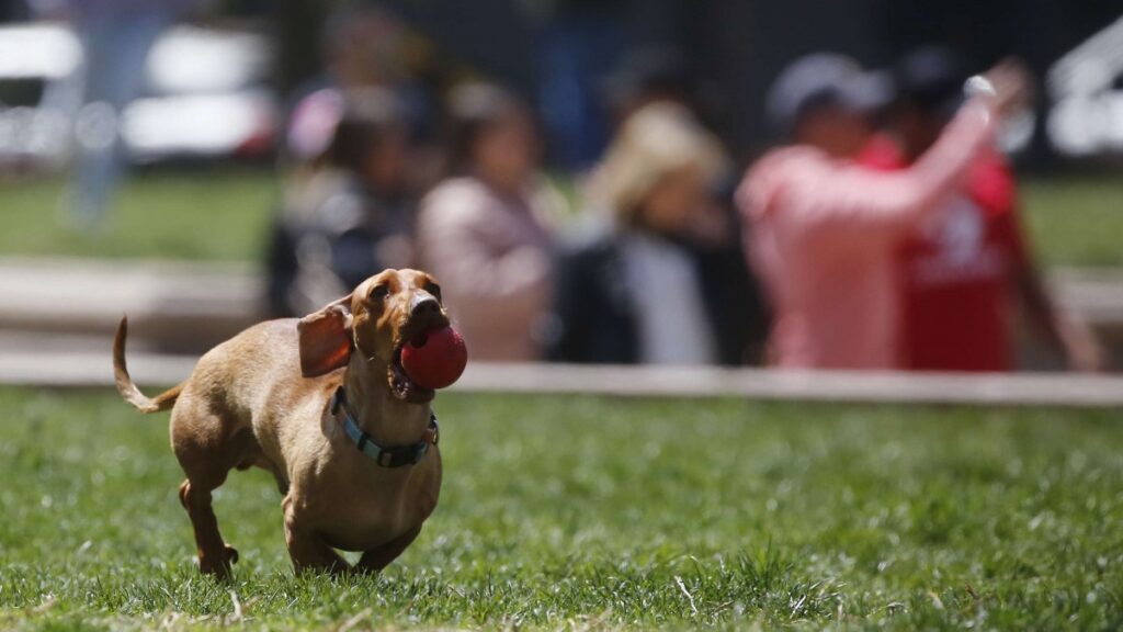 Un perro salchicha ataca a su dueña en el rostro: Le arrancó la mejilla y se la comió