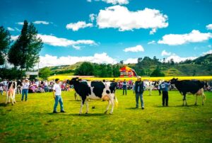 CON ÉXITO SE REALIZÓ LA V EXPOFERIA GANADERA DE ALISO COLORADO EN CAJAMARCA