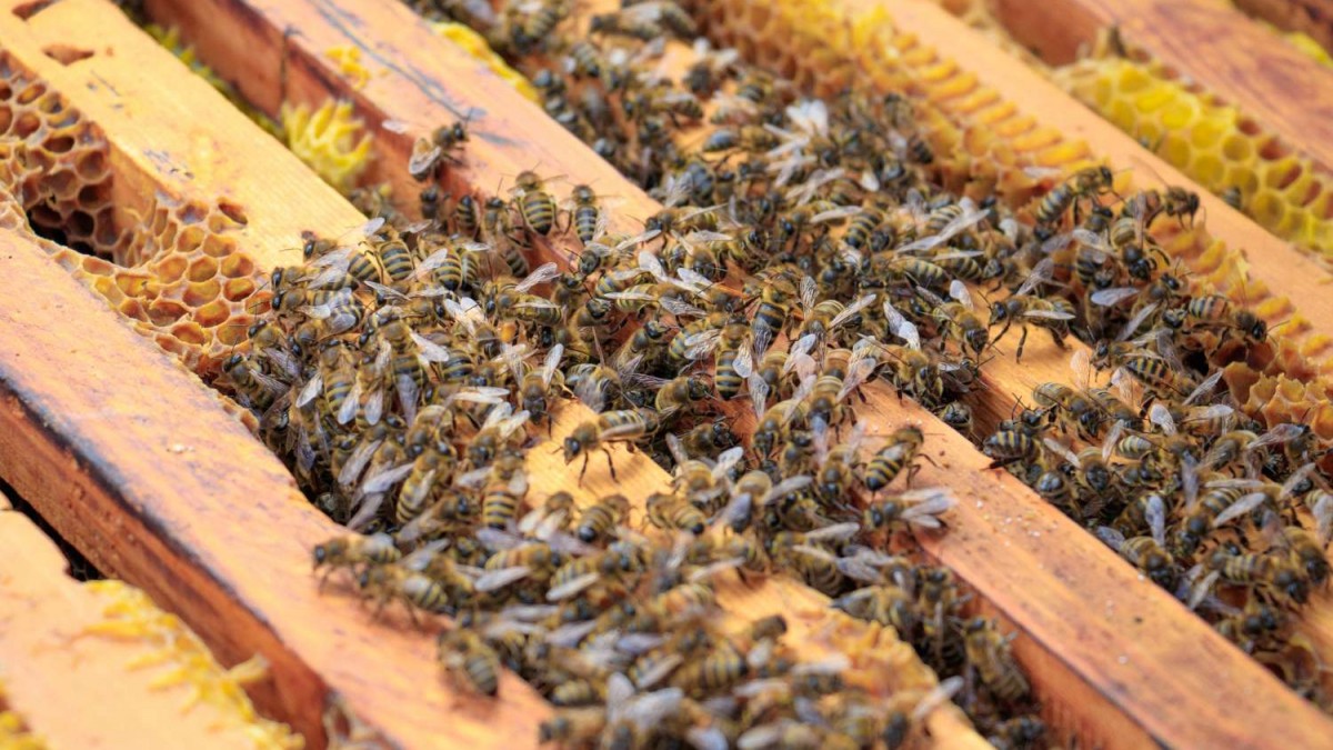 Niña decía que veía «monstruos» en su pieza y no le creían: Eran 65 mil abejas construyendo una colmena en el techo