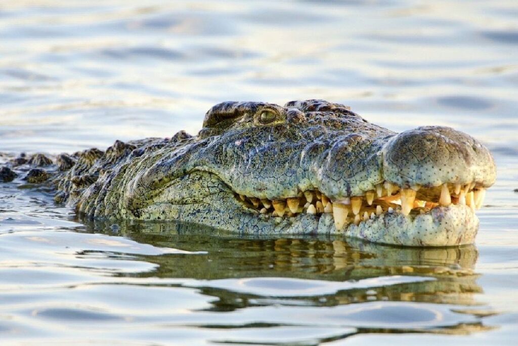 Madre aventó a su hijo de seis años a río infestado de cocodrilos