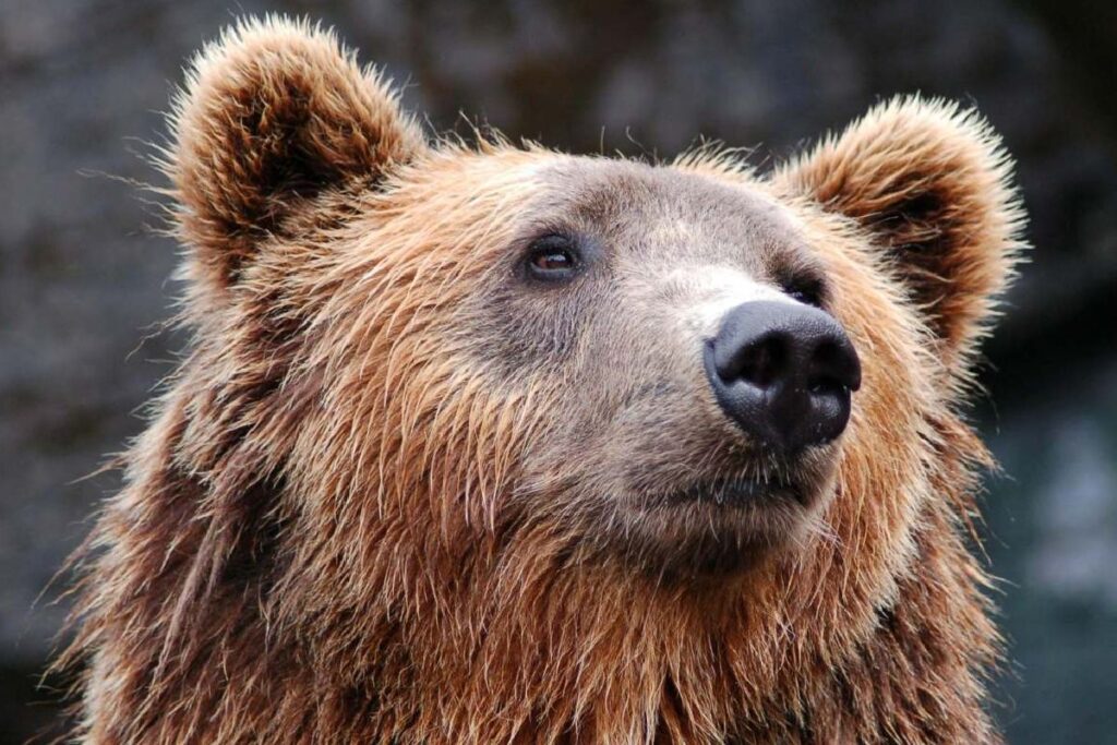 VIDEO: Ataque de oso grabado desde interior de un auto