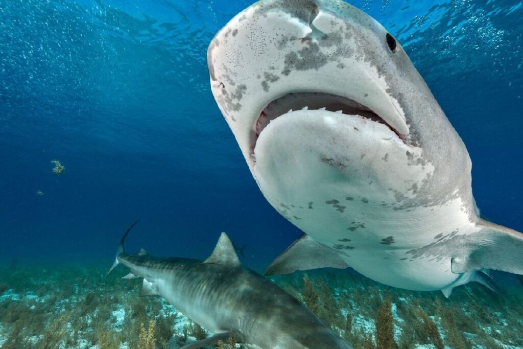 Joven pescador cae a aguas infestadas de tiburones