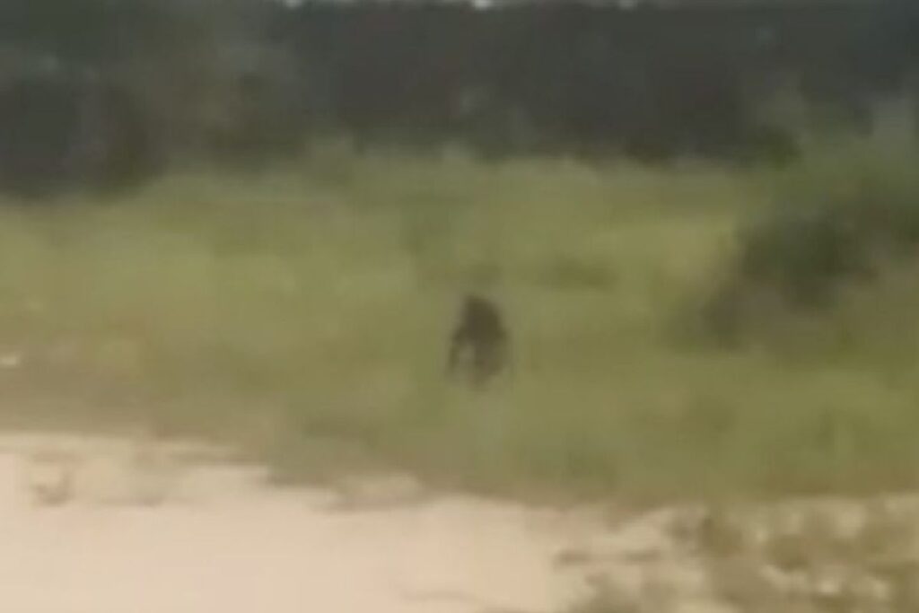 VIDEO: Duende sorprende a niños jugando futbol