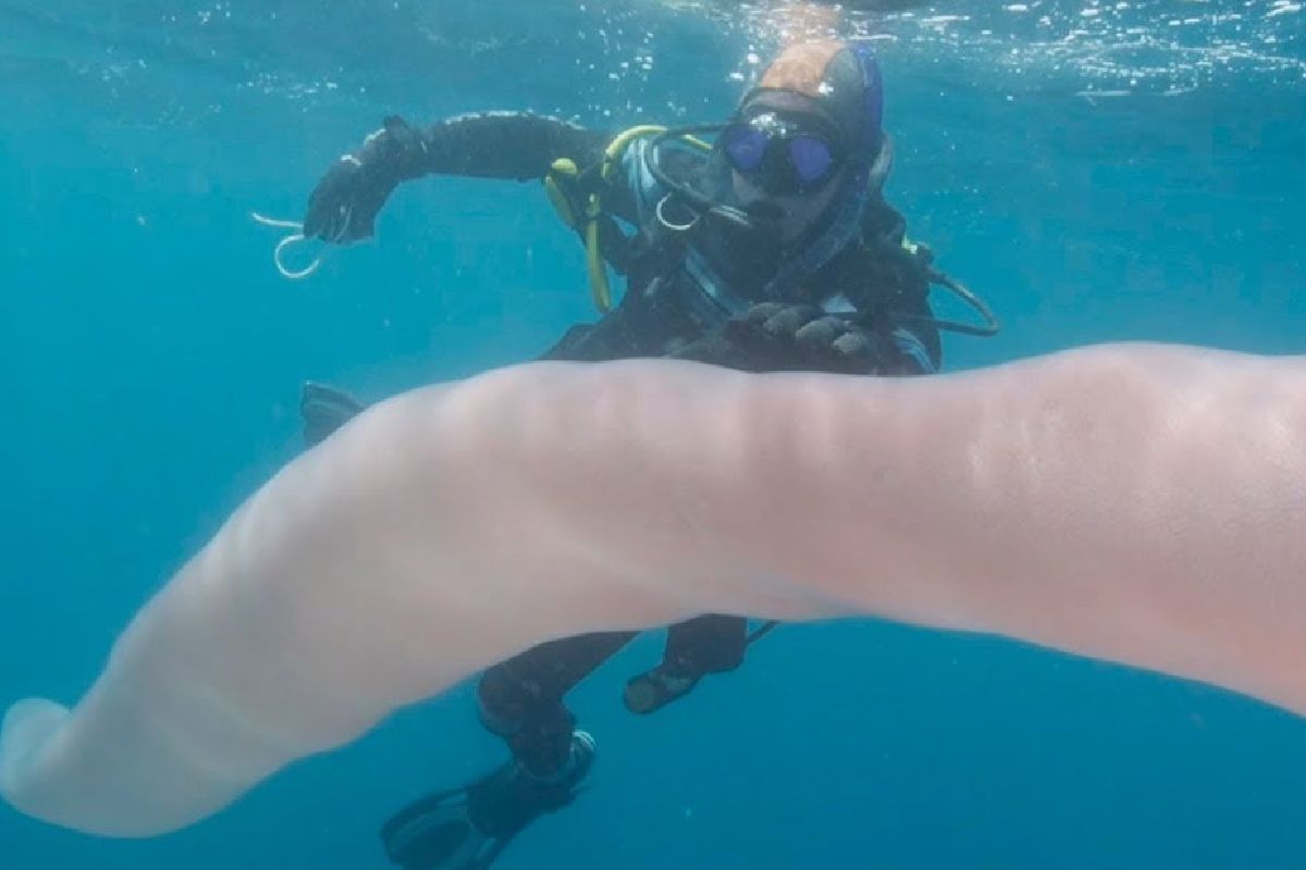 VIDEO: Aparecen gusanos gigantes en el mar, expertos hablan de su peligrosidad