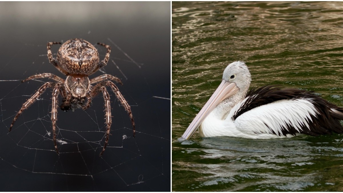 Descubren nueva especie de araña «asesina» en Australia: Tiene aspecto similar al de un pelícano
