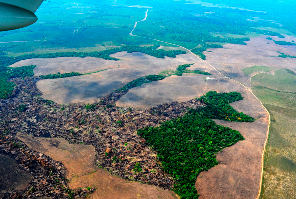 LA REFORESTACIÓN ES UNA ALTERNATIVA PARA RECUPERAR LA AMAZONÍA Y GENERAR BENEFICIOS PARA LOS AGRICULTORES