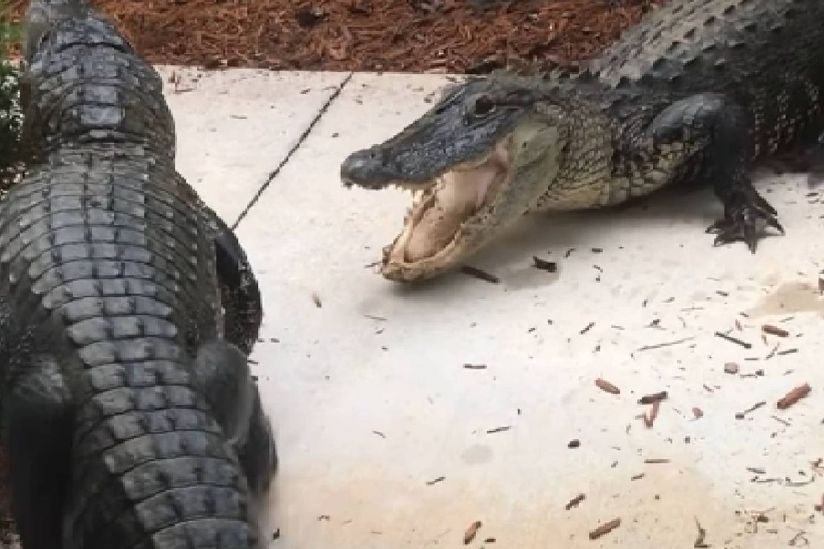 VIDEO: Pareja abre puerta de su casa y encuentra cocodrilos peleando