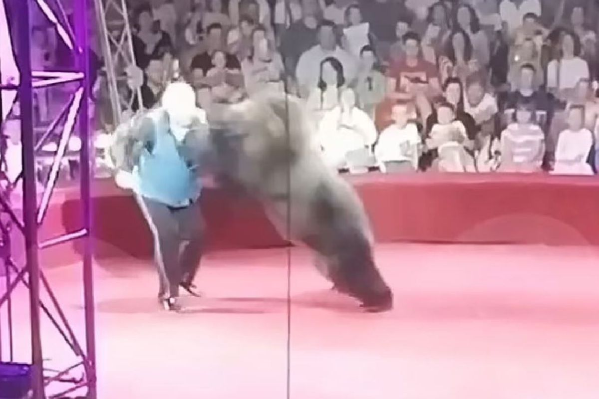 VIDEO: Oso ataca a su entrenador en función de circo