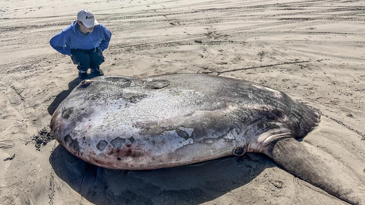 Encuentran gigantesco pez de más de 2 metros en un playa: Se trata de una nueva especie