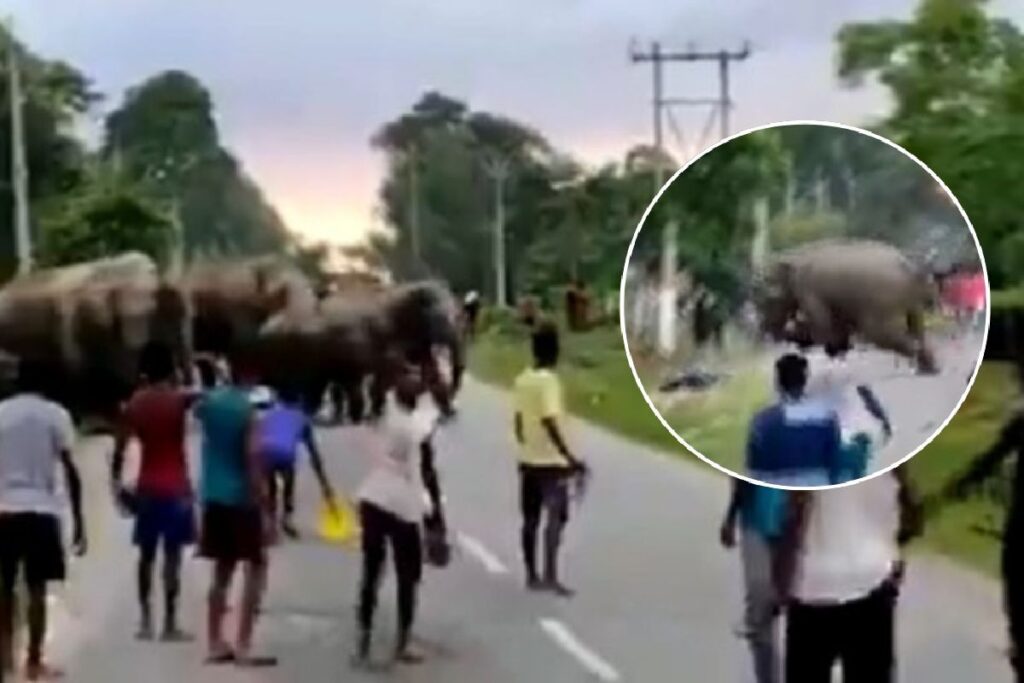 VIDEO: Elefante aplasta a un joven que agredió a su manada