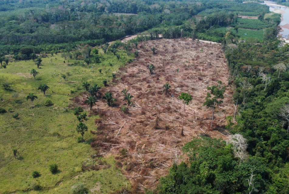 AMAZONÍA PERUANA SE ESTÁ CONVIRTIENDO EN UNA SABANA AL PERDER 17% DE SU COBERTURA FORESTAL