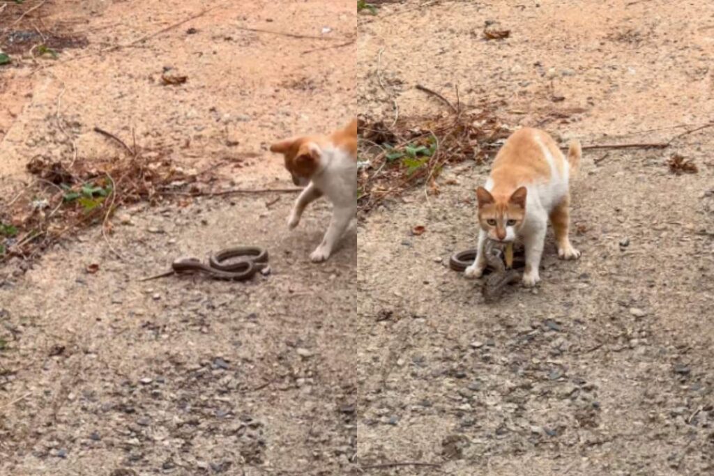 VIDEO: Gato demuestra su destreza cazando una serpiente