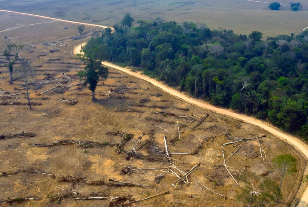 META AL 2025 ES REDUCIR LA TASA DE DEFORESTACIÓN EN UN 50% EN LA AMAZONÍA