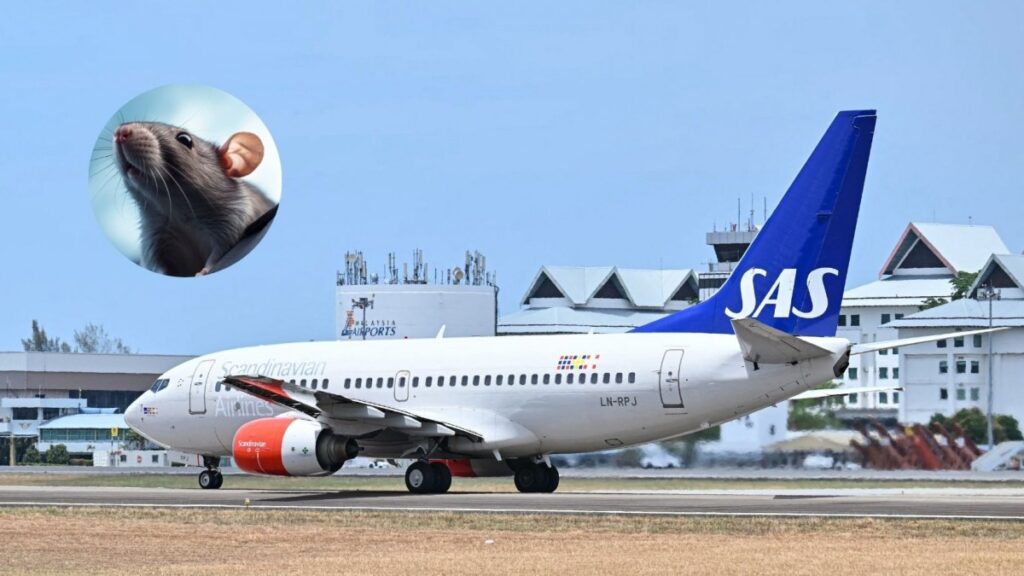 Avión aterrizó de emergencia por la aparición de una rata: Saltó desde la comida de una pasajera