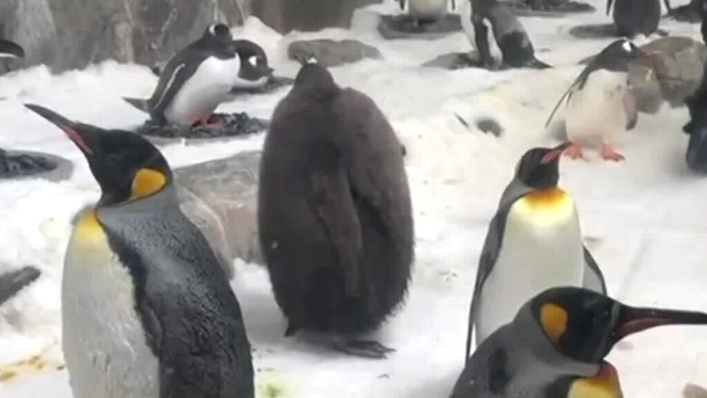 Furor por «Pesto», el tierno pingüino rey bebé que se ha hecho viral por su gran tamaño