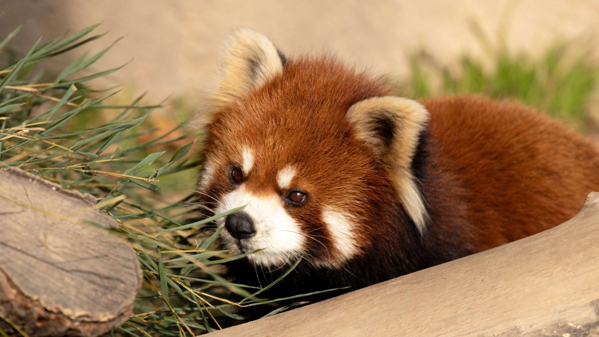 Bebé panda rojo falleció de estrés debido a los fuegos artificiales: «Los ruidos parecen haber sido demasiado para ella»