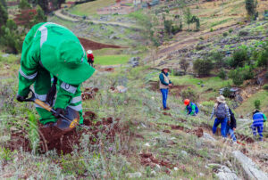 CAJAMARCA: NEWMONT FONCREAGRO JUNTO A LAS MUNICIPALIDADES LA ENCAÑADA Y BAÑOS DEL INCA TIENEN PREVISTO PLANTAR 300 MIL ÁRBOLES