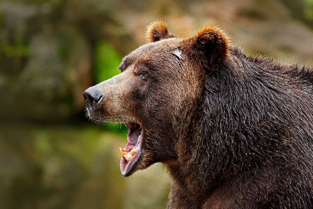 Hombre sale a cazar y muere aplastado por un oso