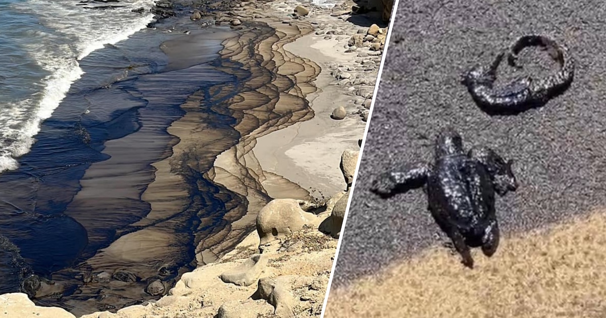 Emergencia en Piura por derrame de petróleo en playa del distrito de Lobitos