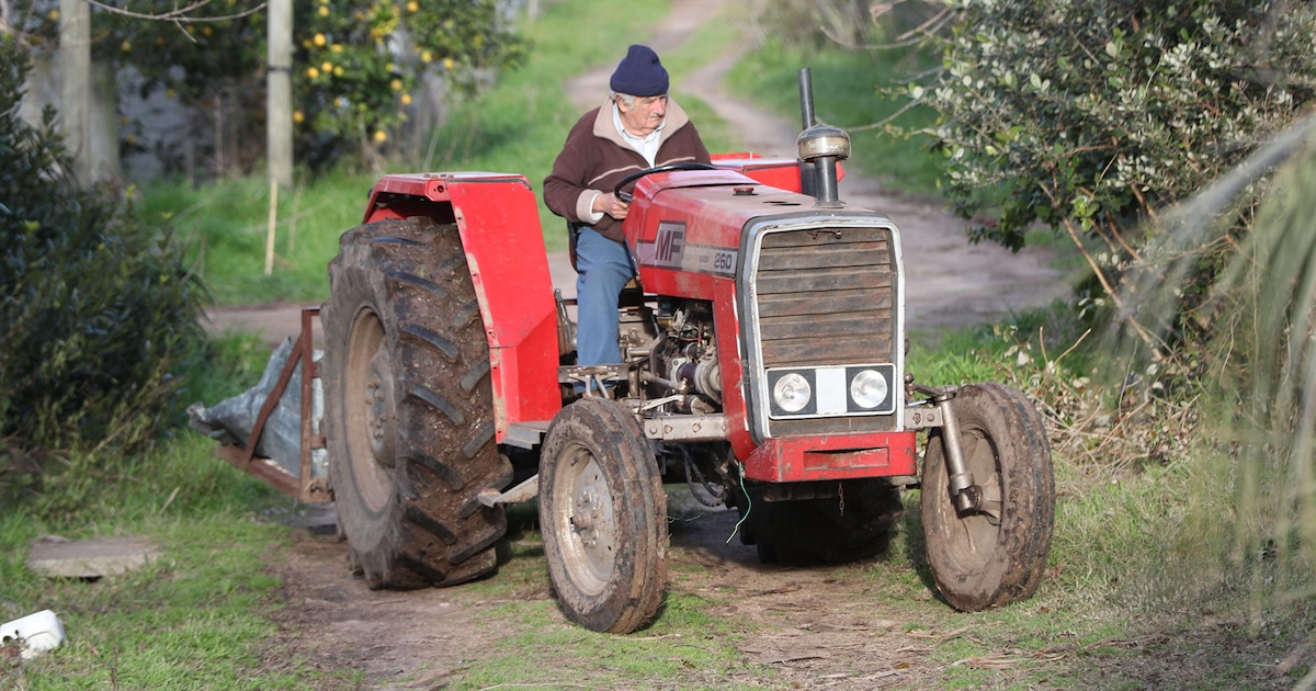 Mujica atraviesa la etapa final del cáncer en su chacra: la recorre en tractor, supervisa plantas y pide tranquilidad