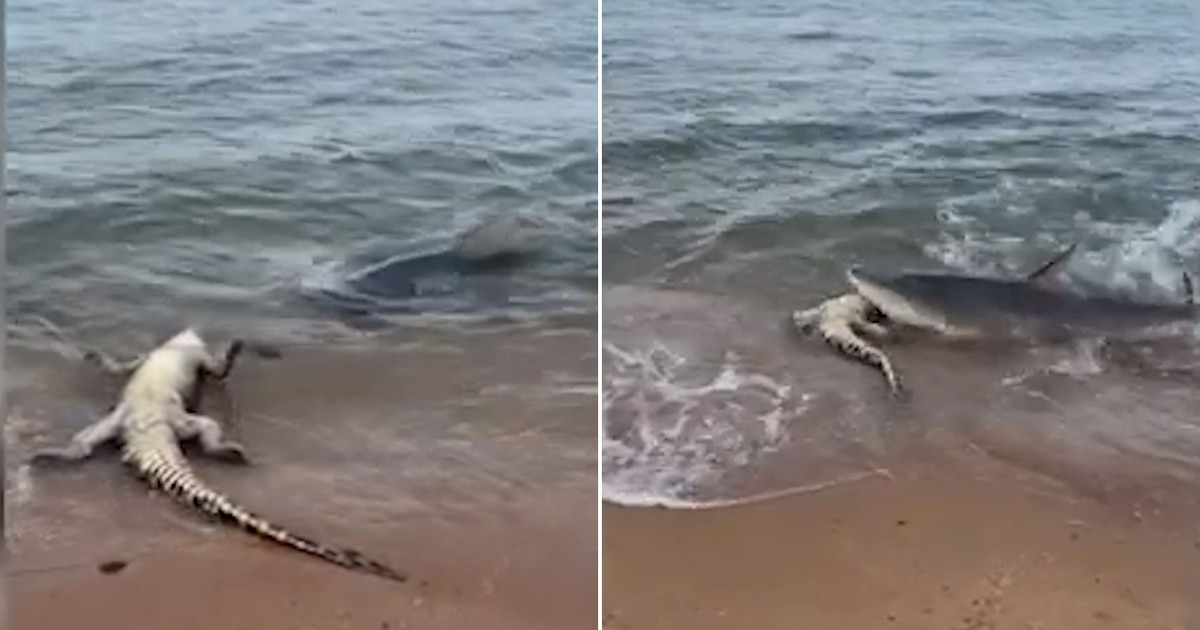 El increíble momento en el que un tiburón devoró a un cocodrilo en la costa australiana