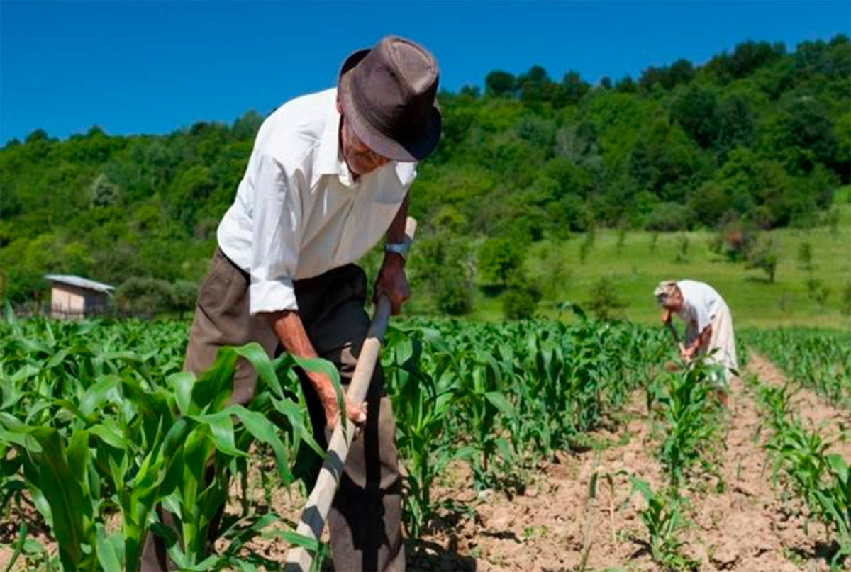 SECTOR AGRÍCOLA EXPERIMENTO CRECIMIENTO SUPERIOR AL 6% EL 2024  TRAS CAÍDA EN EL 2023